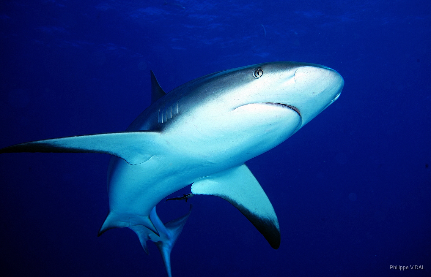 MediaEarth - Bahamas 2017 - DSC02425_rc - Caribbean reef shark - Requin gris des caraibes - Carcharhinus perezi.jpg